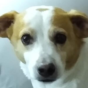 Sammy